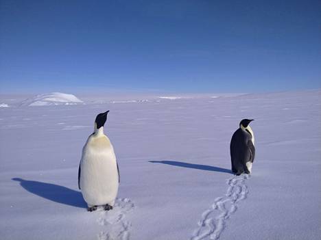 Emperor penguins on the Antarctic coast. 