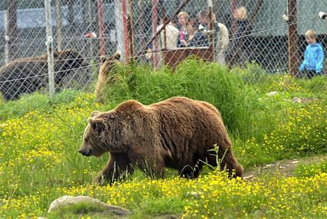 Nykyinen eläinsuojelulaki laiminlyö luonnonvaraiset eläimet  suurpiirteisyydellään - Mielipide 