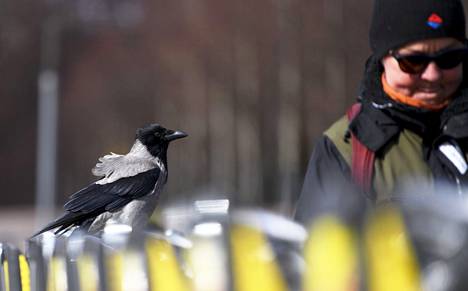 Kaupunkipyöräilijä ja varis Helsingissä Kaivopuiston rannassa perjantaina huhtikuussa vuonna 2020.