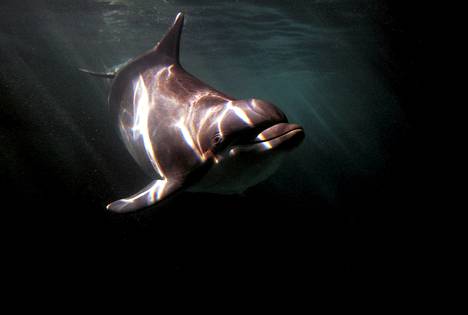 Delfiinit voivat vaipua uneen vain toisella aivopuoliskollaan. Kuvassa pullonokkadelfiini.