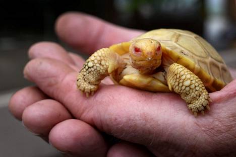 Alle kuukauden ikäinen galápagoksenjättiläis­kilpikonna painaa noin 50 grammaa.