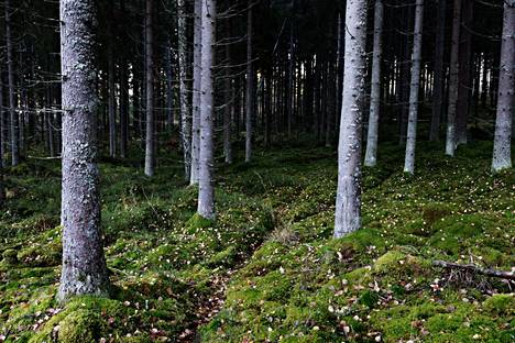 Suojellun metsän määrä on lisääntynyt Suomessa, kasvua eniten etelässä -  Kotimaa 