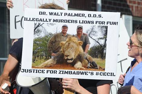 Julkkisleijona Cecilin ampuminen Zimbabwessa aiheutti laajan kohun vuonna 2015.