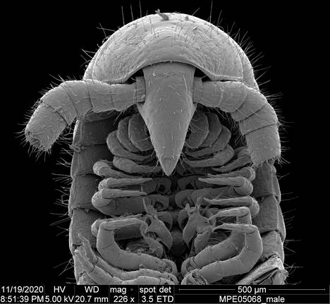 Mikroskooppikuva eumillipes persephone -tuhatjalkaisen urosyksilön päästä.