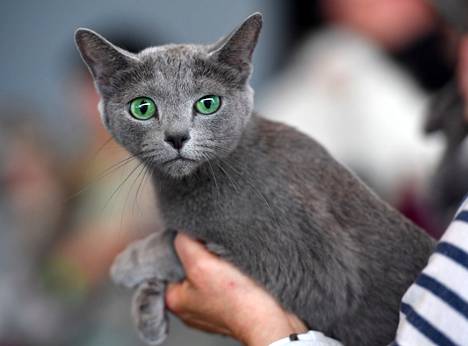 Lopetetuista kissoista osa oli venäjänsininen-rotua. Tämä yksilö kuvattiin saksalaisessa kissanäyttelyssä vuonna 2017.