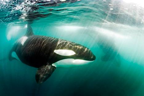 Miekkavalas on rauhoitettu, ja on suurin delfiinien heimoon kuuluvista valaslajeista.