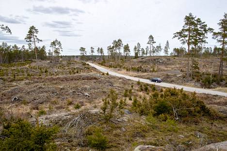Suomen metsänielut voimistuivat Etlan mukaan huomattavasti viime vuonna, kun hakkuut vähenivät. Etla arvioi hiilinielujen heikkenevän eli palaavan pandemiaa edeltävälle tasolle lähivuosina, kun metsäteollisuus toipuu ja hakkuukertymä kasvaa.