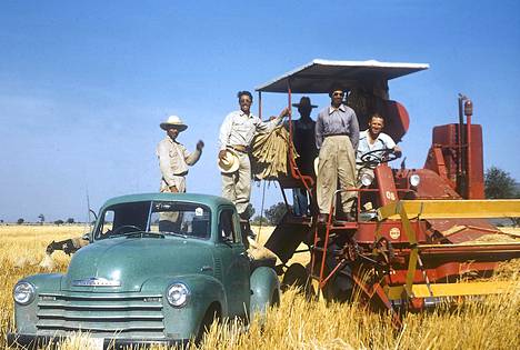 Vihreän vallankumouksen isä Norman Borlaug kiipesi puimakoneen ohjaimiin Meksikossa Obregónissa vuonna 1952. Pelloilla kasvoi jalostettua vehnää.