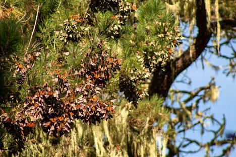 Monarkkiperhoset ryhmiytyvät talven yli puunlatvoihin suojaan. Kuva Pacific Groven kaupungista Kaliforniasta. 