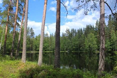 Suomalaiselle luonnonsuojelun pioneerille Pentti Linkolalle hankittiin 43 hehtaarin suuruinen muistometsä Toivakasta Keski-Suomesta.