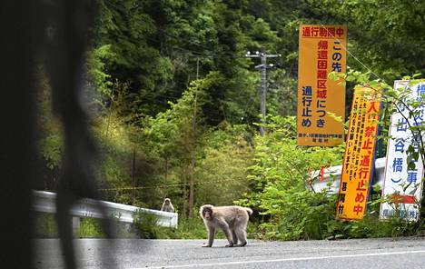 Villejä apinoita Katsuraossa lähellä Fukushimaa Japanissa kesällä 2022. 