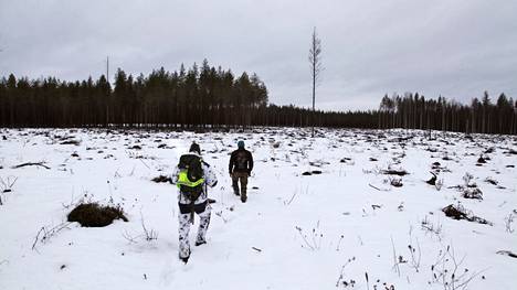 Tästä lauma on kulkenut kohti metsää. Jälkiä seuraavat Mikko Jokinen (vas.) ja Jaakko Alalantela.