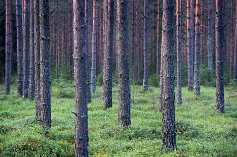 Luonnon monimuotoisuuden näkökulmasta metsiä on voitu hoitaa liian hyvin.