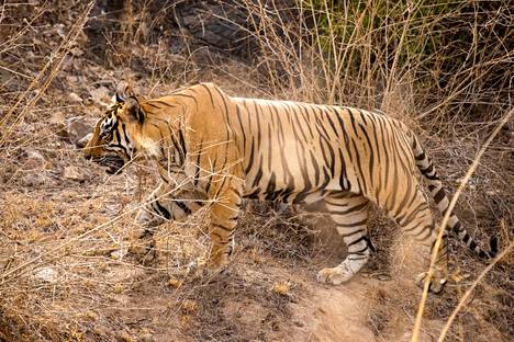 Nelivuotias urostiikeri ohitti HS:n toimittajan ja kuvaajan läheltä kesäkuussa Intiassa Sariskan suojelualueella. Tiikeri on yksi esimerkki lajista, joka on kärsinyt suuresti elinympäristöjensä muuttamisesta ja pilkkomisesta.