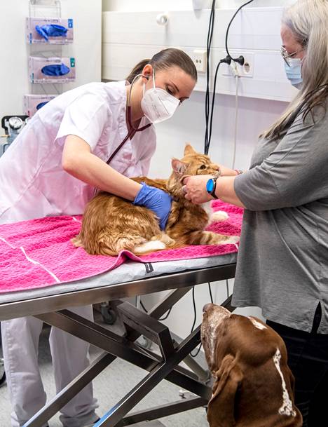 Kofi follows closely as veterinarian Saila Holopainen examines the Simba cat of the same family.  Petra Penttonen intends to bring Simbank to donate blood if its blood samples meet the criteria for donors. 