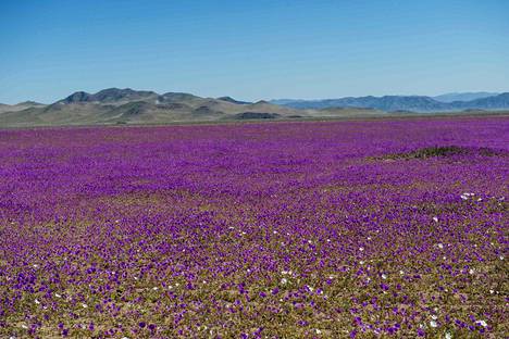 Sailiot loistavat violetteina. Maisema on kuvattu 26. elokuuta Atacamassa sijaitsevassa Huascossa noin 600 kilometriä pohjoiseen Santiago de Chilestä.