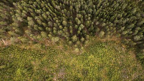 Suomalaisten innostus metsien hiilinielujen säilyttämiseen oli hiipunut tuoreessa Ilmastobarometrissa. Hakkuualuetta ilmasta kuvattuna Piojärvellä Savonlinnassa 2021.