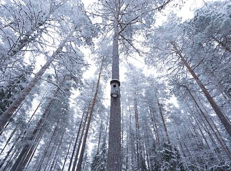 Tätä metsää Jyväskylän Korpilahdella on suojeltu määräaikaisella ympäristötuella 16 vuotta, eli menossa on jo toinen tukijakso.