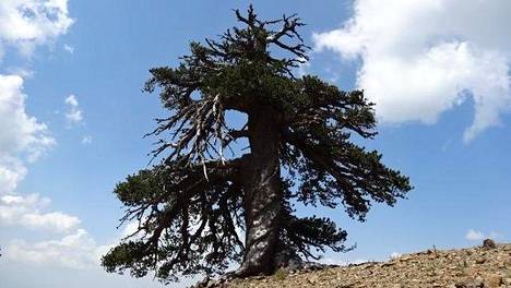 Euroopan vanhin puu on bosnianmänty Kreikassa - Tiede 