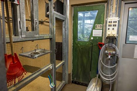 The green door leads from the maintenance corridor to Pedro's empty terrarium.  The next door leads to the mustamaki's cage.