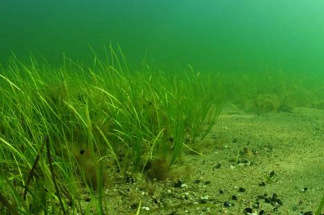 Lauttasaaren vedenalaiselle niitylle istutetaan meriajokasta, jos pohjaolot siihen soveltuvat.