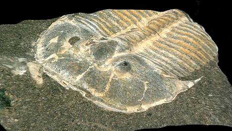 Evoluutio | Yli 400 miljoonaa vuotta vanhassa trilobiitin fossiilissa erottuvat jo nykyisten hyönteisten verkkomaiset silmät