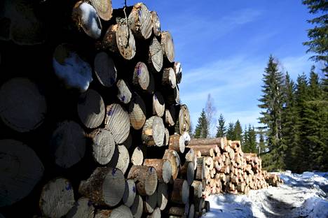 Kaadetut puut odottivat noutoa Evon retkeilyalueella Hämeenlinnassa maaliskuussa 2021.