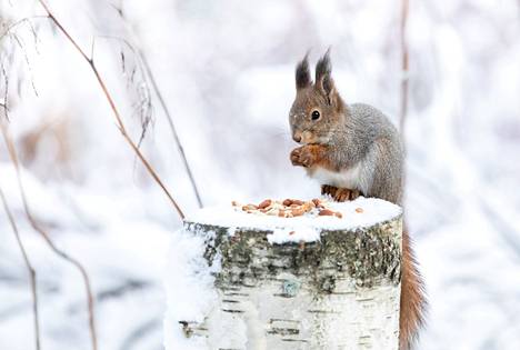 The squirrel knows how to put food in storage for tomorrow.