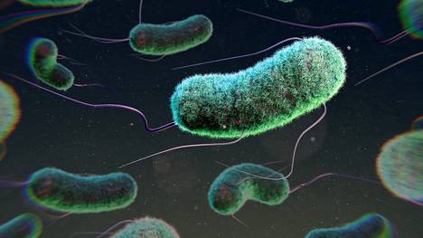 Escherichia coli is the most common aerobic bacterium in the human intestine, which can cause, among other things, intestinal infections.