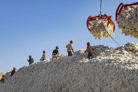 Workers piled up cotton in Aksu Prefecture, Xinjiang, China.