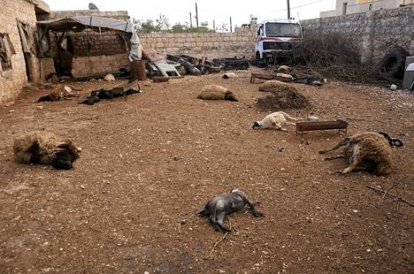 Kuolleiden eläinten raadot makasivat maassa Aleppon lähellä olevassa kylässä Khan al-Assalin alueella tiistaina. Asukkaiden mukaan alueella käytettiin kemiallisia aseita.