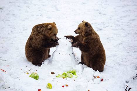 Korkeasaaren karhuja lumiukkopuuhissa alkuvuodesta 2022.