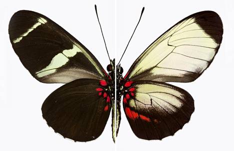 Tutkijat muuttivat perhosten siipien värikuvioita – niitä säätelevät geenit  löytyivät - Tiede 