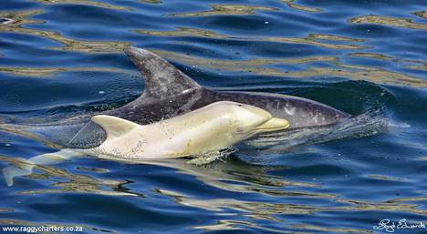 Albiinodelfiini uimassa emänsä vieressä.