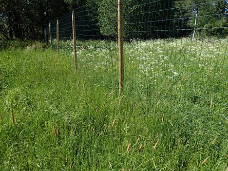 Niitty kukkii aidan takana, minne peurat eivät pääse. Aitauksen ulkopuolella on lähinnä heinää. Kuva on otettu viime kesäkuussa Raaseporissa.