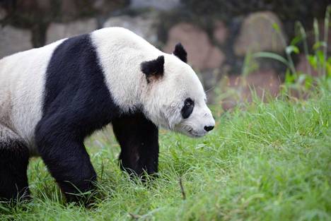 Tarhaan pelastettu pandauros Pan Pan auttoi kymmenillä pennuillaan pandakannan nousuun.