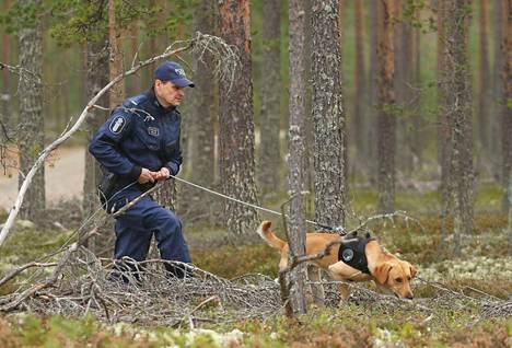 Kaakkois-Suomen poliisilaitoksella työskentelevät Sami Hämäläinen ja Wänä-labradori jäljellä maastossa huume-etsinnän SM-kilpailussa vuonna 2021. Koiran tehtävä on ilmaista jäljen varrella olevat huumekätköt. 
