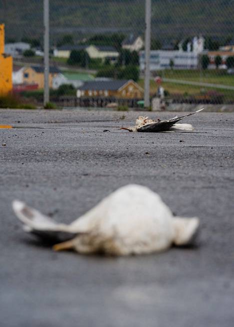 Dead birds in the parking lot in Vesisaari.