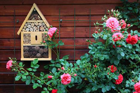 Hyönteishotelleissa asuu muuan muassa eri lajien mehiläisiä.