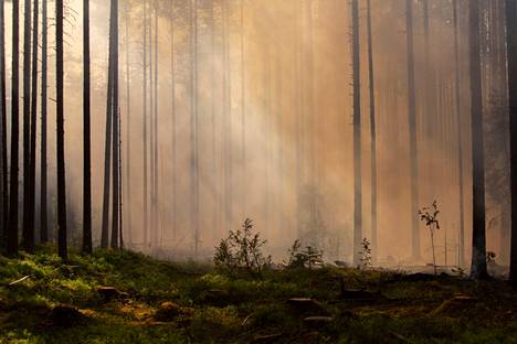Seitsemisen kansallispuistossa Pirkanmaalla suoritettiin ennallistamispolttoa heinäkuussa 2021. Ekologien mukaan eteläisen Suomen metsien lisäsuojelussa kannattaisi keskittyä lisäämään jo suojeltujen alueiden välisiä yhteyksiä.