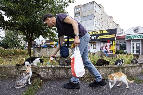 Мужчина кормит бездомных кошек на Богоявленской улице. Фото: Юхани Нииранен / HS