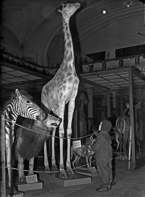 Muuton jälkeen täytetyt eläimet olivat esillä Eläintieteellisessä museossa.