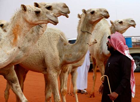 Mies katseli kameleita vuoden 2017 King Abdulaziz Camel Festivalin aikana Saudi-Arabiassa.
