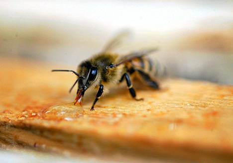 Euroopan komissio haluaa rajoittaa mehiläisten joukkokuolemiin liitettyjen kasvinsuojeluaineiden käyttöä. Maa- ja metsätalousministeriön virkamiehistö ilmoitti heti Suomen vastustavan kieltoa.