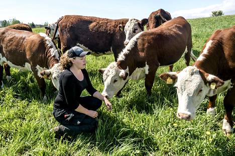 Ensimmäiset Herefordin lehmät saapuivat tilalle joulukuussa. Maaliskuussa ne saivat ensimmäiset vasikkansa. Eva-Linn Sjöblomin mukaan lehmät ovat säyseitä.