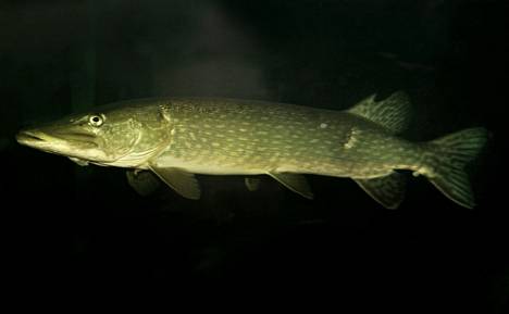 A pike bites a swimmer extremely rarely.