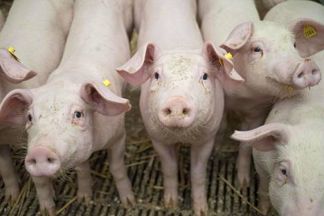 Muun muassa suurien lihatalojen sianlihatuotteita on päätynyt mustalle listalle.