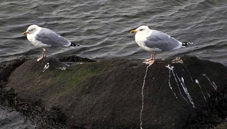 Birds may defecate while walking or flying.