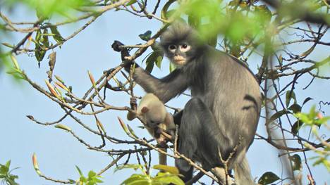 Eläimet | Uusi apinalaji löydettiin Myanmarista – luokiteltiin heti äärimmäisen uhanalaiseksi