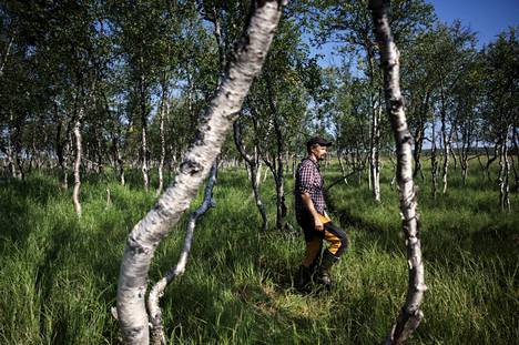 Arto Saikkonen kävelee tunturikoivikossa lähellä Petsikkoa Inarin pohjoisosissa. 